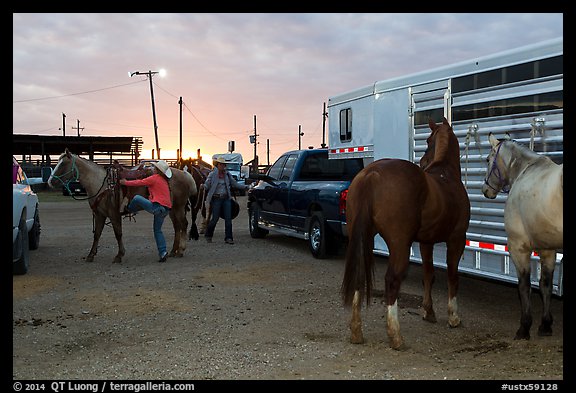Trailers and horses. Fort Worth, Texas, USA (color)
