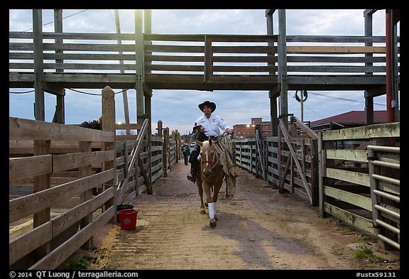Man riding horse in path between fences. Fort Worth, Texas, USA (color)