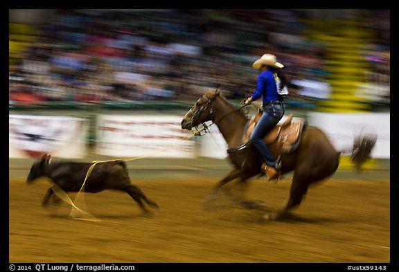 Individual roping, Stokyards Championship Rodeo. Fort Worth, Texas, USA (color)