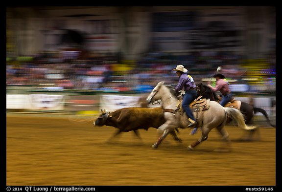 Team roping, Stokyards Championship Rodeo. Fort Worth, Texas, USA (color)