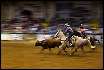 Team roping, Stokyards Championship Rodeo. Fort Worth, Texas, USA ( color)