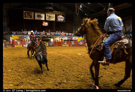 Bull being roped, Stokyards Championship Rodeo. Fort Worth, Texas, USA (color)