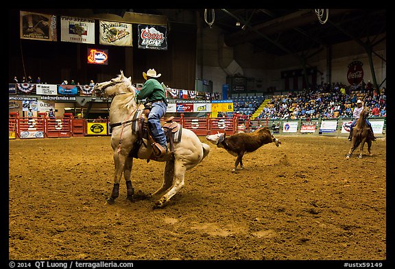 Team finishing roping, Stokyards Rodeo. Fort Worth, Texas, USA (color)
