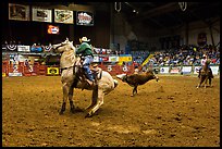 Team finishing roping, Stokyards Rodeo. Fort Worth, Texas, USA ( color)