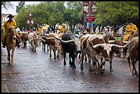 Cowboys drive Longhorn cattle herd through Stockyards street. Fort Worth, Texas, USA ( color)