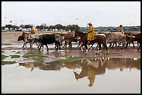 Cowboys and cattle reflected in a water puddle. Fort Worth, Texas, USA ( color)