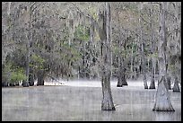 Bald cypress and mist in early spring, Caddo Lake State Park. Texas, USA ( color)