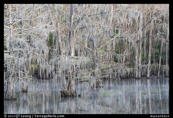 Bald cypress and reflectins in early spring, Caddo Lake State Park. Texas, USA