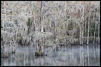Bald cypress and reflectins in early spring, Caddo Lake State Park. Texas, USA ( color)