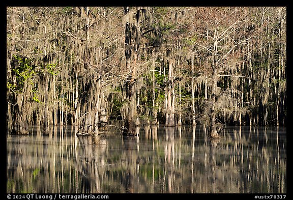 Bald Cypress and reflections in Sawmill Pond, Caddo Lake State Park. Texas, USA