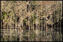 Bald Cypress and reflections in Sawmill Pond, Caddo Lake State Park. Texas, USA ( color)
