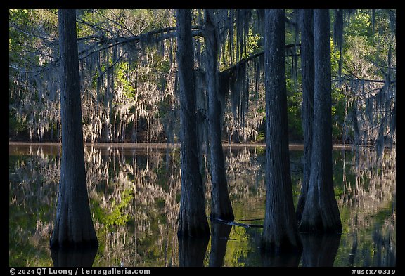 Bald Cypress, Big Cypress Bayou, Caddo Lake State Park. Texas, USA