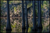 Bald Cypress, Big Cypress Bayou, Caddo Lake State Park. Texas, USA ( color)
