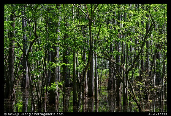 Saw Mill Pond in early spring. Texas, USA (color)