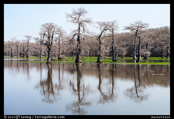 Bare bald cypress and reflections, Caddo Lake. Texas, USA