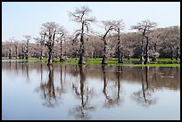 Bare bald cypress and reflections, Caddo Lake. Texas, USA ( color)