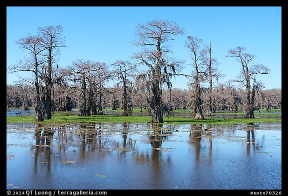 Bald cypress and aquatic plants, Caddo Lake. Texas, USA (color)