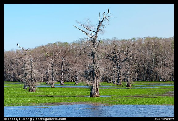 Birds perched on bald cypress trees, Caddo Lake. Texas, USA
