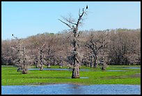 Birds perched on bald cypress trees, Caddo Lake. Texas, USA ( color)