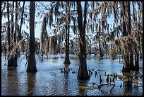 Bald Cypress and Spanish Moss, Caddo Lake. Texas, USA ( color)