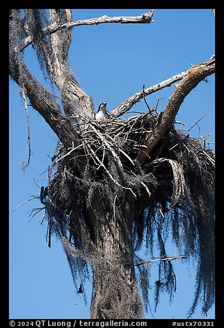 Osprey nest, Caddo Lake. Texas, USA