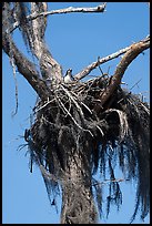 Osprey nest, Caddo Lake. Texas, USA ( color)