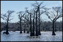 Backlit Bald Cypress, Caddo Lake. Texas, USA ( color)