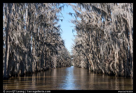 Waterway lined up with Bald Cypress, Caddo Lake. Texas, USA (color)