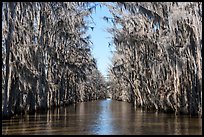Waterway lined up with Bald Cypress, Caddo Lake. Texas, USA ( color)