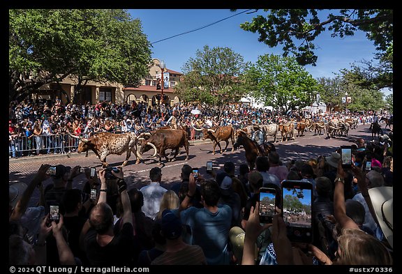 Tourists line up street for cow parade. Fort Worth, Texas, USA (color)