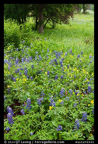 Bluebonnets mixed with yellow flowers, Lady Bird Johnson Wildflower Center, Austin. Texas, USA (color)