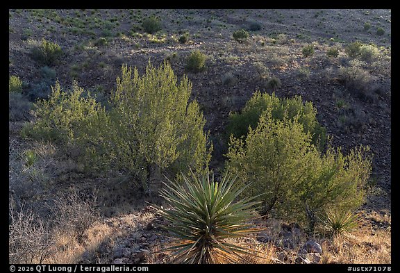 Yucca and desert shrubs on a rocky slope, Davis Mountains State Park. Texas, USA (color)