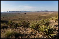 Wide Chihuahuan Desert plain with yuccas, distant mountains, and clear sky, Davis Mountains State Park. Texas, USA ( color)