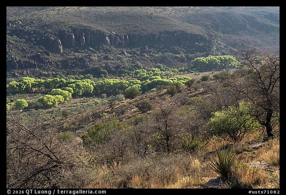 Green cottonwoods along a desert canyon floor, Davis Mountains State Park. Texas, USA (color)