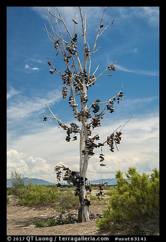 Shoe tree, Highway 50. Nevada, USA (color)