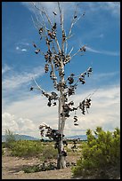 Shoe tree, Highway 50. Nevada, USA ( color)