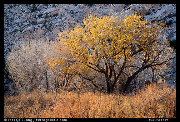 Cottonwood trees and cliff in autumn. Grand Staircase Escalante National Monument, Utah, USA (color)