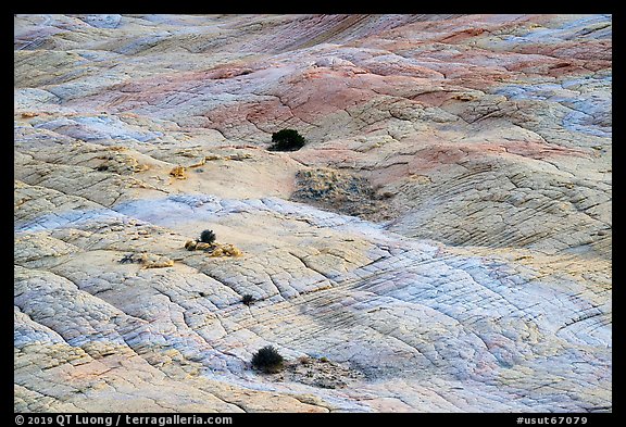 Shrubs and cross-bedded yellow sandstone. Grand Staircase Escalante National Monument, Utah, USA