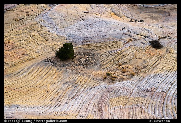 Shrubs and swirling yellow sandstone. Grand Staircase Escalante National Monument, Utah, USA (color)