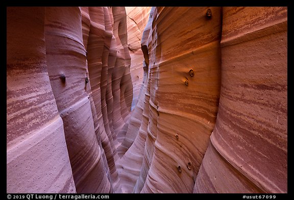 Zebra Slot Canyon with sandstone striations and encrusted moqui marbles. Grand Staircase Escalante National Monument, Utah, USA