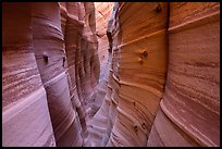 Zebra Slot Canyon with sandstone striations and encrusted moqui marbles. Grand Staircase Escalante National Monument, Utah, USA ( color)