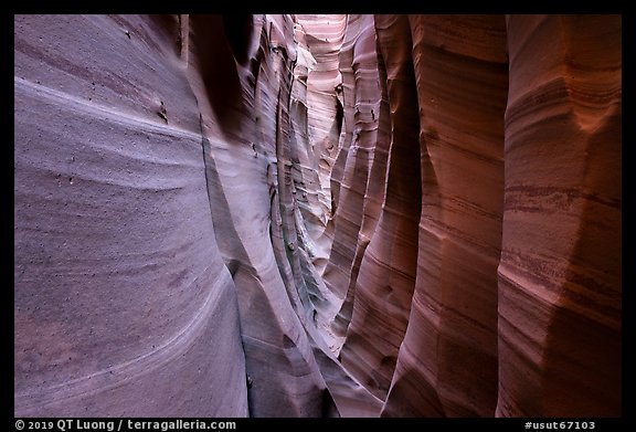 Walls streaked with pink and white stripes, Zebra Slot Canyon. Grand Staircase Escalante National Monument, Utah, USA