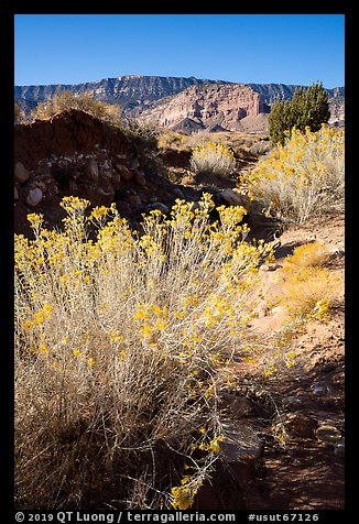 Rabbitbrush and Straight Cliffs, early morning. Grand Staircase Escalante National Monument, Utah, USA (color)