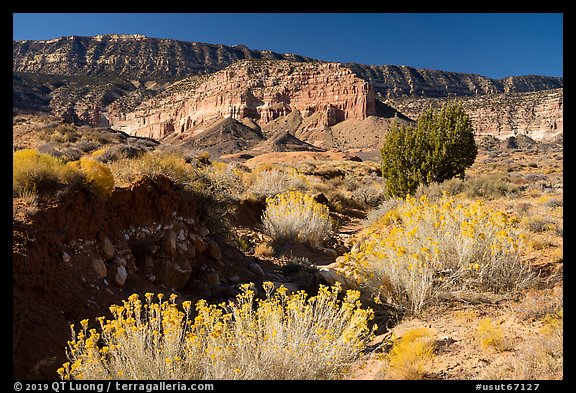 Rabbitbrush in bloom and Straight Cliffs. Grand Staircase Escalante National Monument, Utah, USA