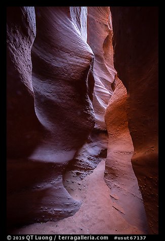 Narrow passage, Spooky slot canyon, Dry Fork Coyote Gulch. Grand Staircase Escalante National Monument, Utah, USA