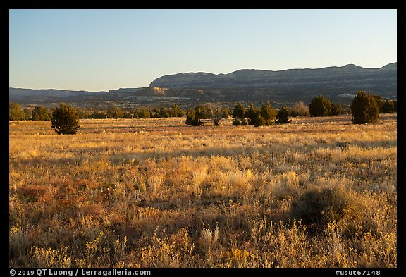 Grasses on plateau and Straight Cliffs. Grand Staircase Escalante National Monument, Utah, USA