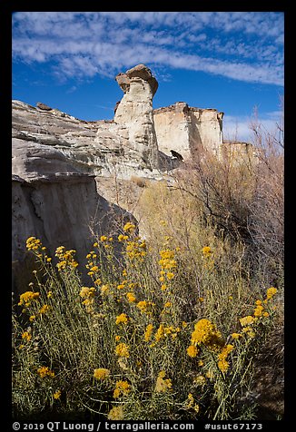 Rabbitbrush in bloom and caprock. Grand Staircase Escalante National Monument, Utah, USA