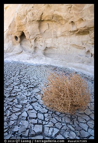 Dried mud, tumbleweed, and cliff. Grand Staircase Escalante National Monument, Utah, USA