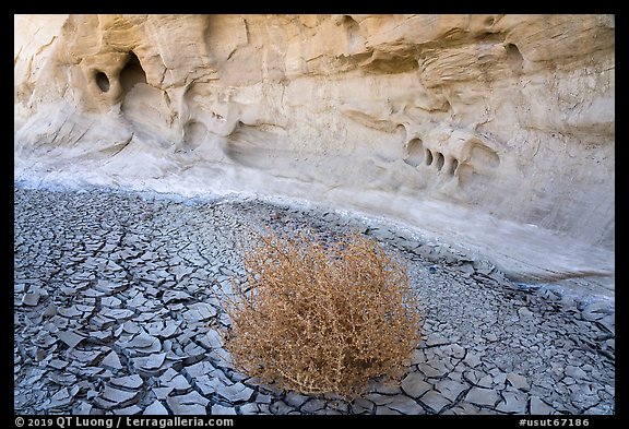 Wash with cracked mud, tumbleweed, and cliff. Grand Staircase Escalante National Monument, Utah, USA