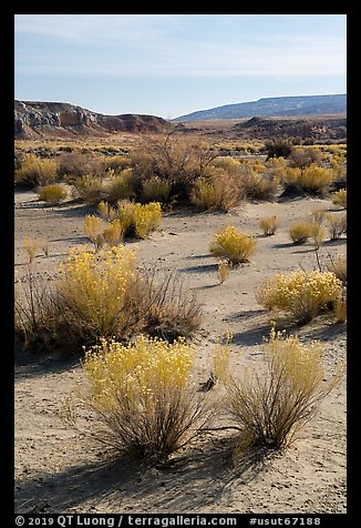 Shrubs in Wahweap Wash. Grand Staircase Escalante National Monument, Utah, USA (color)